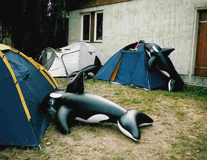 Orcas greifen Zelte an